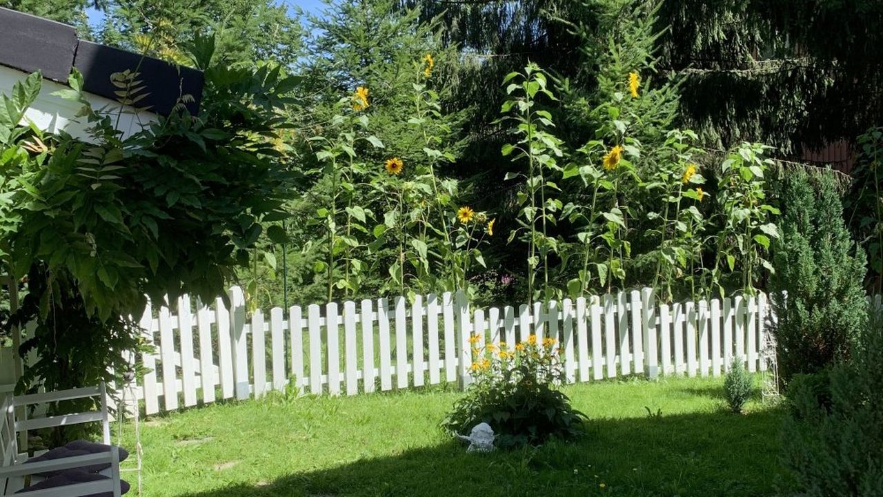Sonnenblumen im Garten Sonnenblumen im Garten